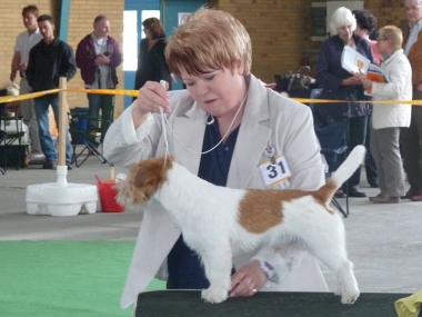 Dog Show 1.5.2012 and BIS