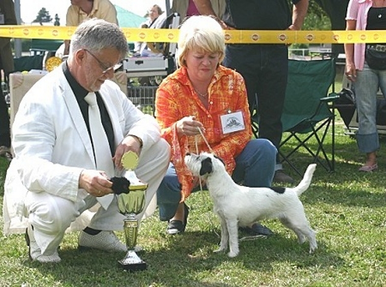 best breeded Terrier