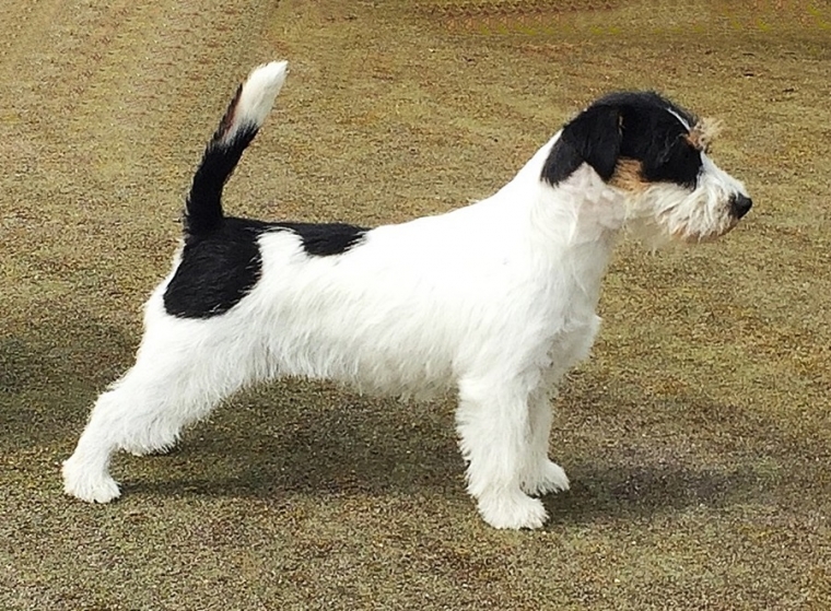 Jack-Lady Lou  from Ewaldshof V1 CACIB CAC/VDH BOS                    C-VDH