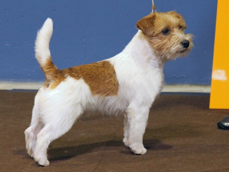 Touchstone First Card Jgd Champion Luxemburg