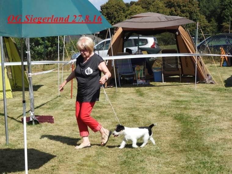 Jack-Lady Lou  from Ewaldshof V1 res. CAC-VDH