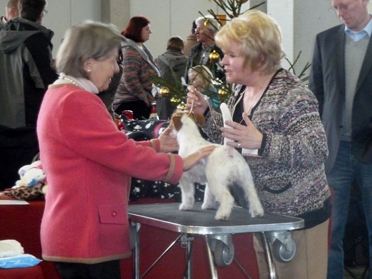 VI CAC/VDH bester JH Kassel CACIB