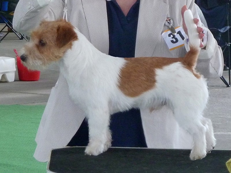 Dog Show 29.5.2012 and BIS